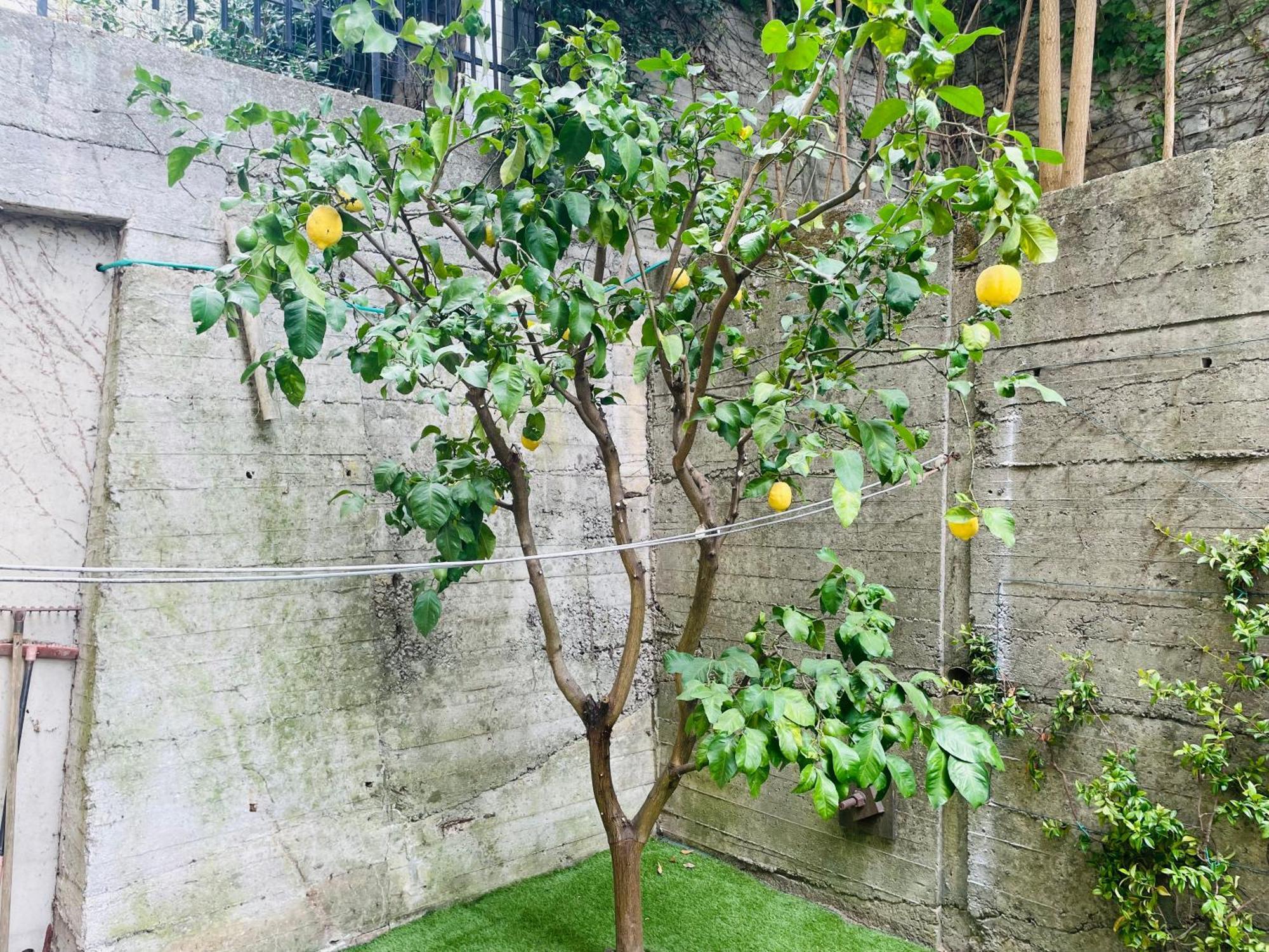 Lemon Tree Resort - Freeparking - Garden Genova Eksteriør bilde